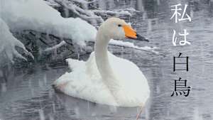 私は白鳥
