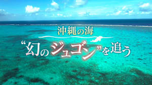 ＢＳ４Ｋ特集「沖縄の海　“幻のジュゴン”を追う」