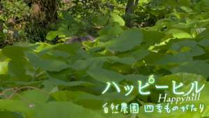 ハッピーヒル　自然農園　四季ものがたり