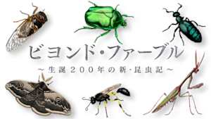 ビヨンド・ファーブル　～生誕２００年の新・昆虫記～