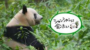 シャンシャンに会いたい