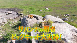 サバンナの覇者　ビッグキャット大追跡！