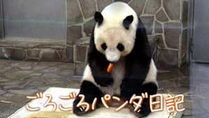ごろごろパンダ日記
