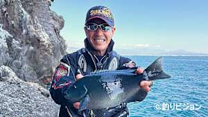 磯釣りギャラリー / 真鶴半島の寒グレ