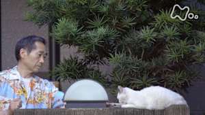 ネコメンタリー　猫も、杓子（しゃくし）も。　保坂和志とシロちゃん