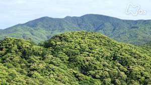 にっぽん百名山　湯湾岳～ワクワク！奄美大島の大自然～