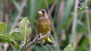 さわやか自然百景　宮崎　枇榔島（びろうじま）
