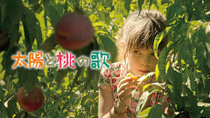 太陽と桃の歌