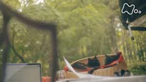 ネコメンタリー　猫も、杓子（しゃくし）も。　ピーター・マクミランとローズとムーンとペンとミニ