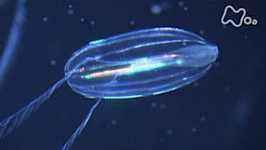 ドキュメント７２時間　ゆらゆら　くらげに誘われて