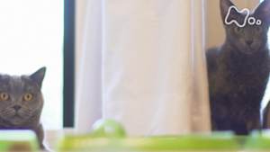 ネコメンタリー　猫も、杓子（しゃくし）も。　真梨幸子とマリモとモナミ