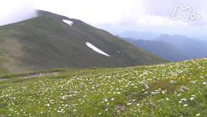 にっぽん百名山　谷川連峰　平標山～雪が育むお花畑～