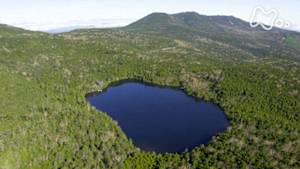 さわやか自然百景　長野　北八ヶ岳　コケの森