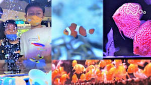 ドキュメント７２時間　巨大熱帯魚店　小さな命のある暮らし