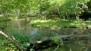 さわやか自然百景　北海道　勇払川の河畔林