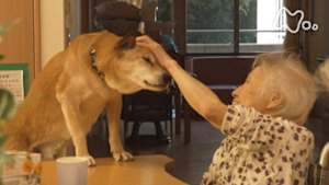 ＥＴＶ特集　“看取り犬（みとりいぬ）”とワンダフルライフ