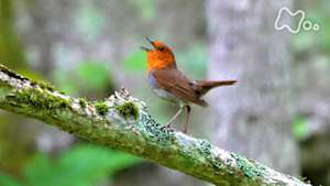 さわやか自然百景　釧路　野鳥さえずる森