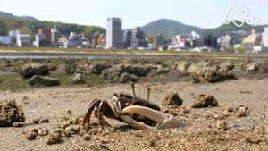 さわやか自然百景　広島　太田川下流