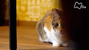 ネコメンタリー　猫も、杓子（しゃくし）も。　能町みね子と小町