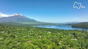 さわやか自然百景　富士山麓　山中湖の森