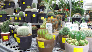 ドキュメント７２時間　園芸専門店　花と緑と幸せと