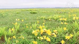 さわやか自然百景　夏　北海道　サロベツ原野