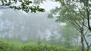 さわやか自然百景　北海道　東大雪　霧の森