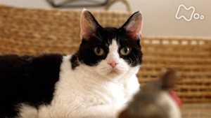 ネコメンタリー　猫も、杓子（しゃくし）も。　有川ひろとトム