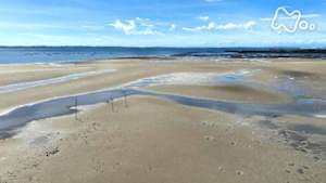 さわやか自然百景　愛知　一色干潟