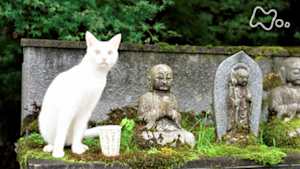 ドキュメント７２時間　福井　“ねこ寺”に招かれて