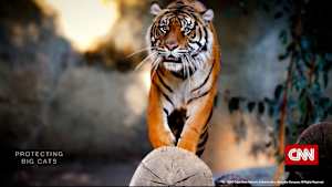 特別番組：絶滅の危機迫る大型ネコ科動物