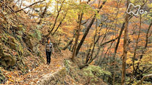 にっぽん百名山　雲取山～錦織りなす紅葉の峰～