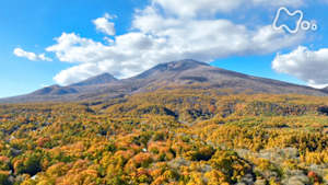さわやか自然百景　秋　軽井沢の森