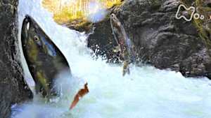 さわやか自然百景　北海道　北見山地　サケ跳ぶ川