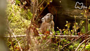 にっぽん百名山　風穴が育む生命（いのち）の森　北海道・白雲山