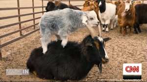 特別番組：モンゴルのカシミヤ産業