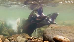 さわやか自然百景　札幌　真駒内川