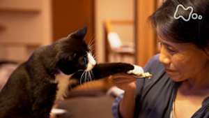 ネコメンタリー　猫も、杓子（しゃくし）も。　西炯子と大ちゃん