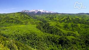 さわやか自然百景　新春特集　日本列島　命きらめく森