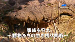 【見逃し】家族を守れ-動物たちの生き残り戦略-