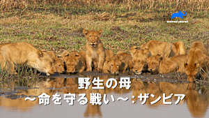 【見逃し】野生の母-命を守る戦い-：ザンビア