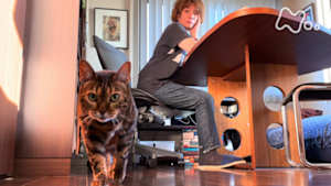 ネコメンタリー　猫も、杓子（しゃくし）も。　ヤマザキマリとベレン