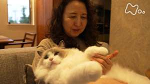 ネコメンタリー　猫も、杓子（しゃくし）も。　あんびるやすことエル