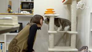 ネコメンタリー　猫も、杓子（しゃくし）も。　杉本真維子とこはく