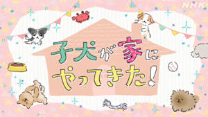 子犬が家にやってきた！