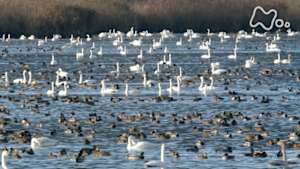 さわやか自然百景　新潟　佐潟　秋から冬