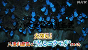 大発見！八重山諸島に“光るコウモリ”がいた！