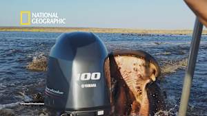 野生動物との遭遇