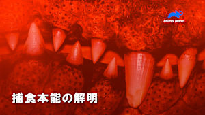 【見逃し】捕食本能の解明：ワニの捕食本能
