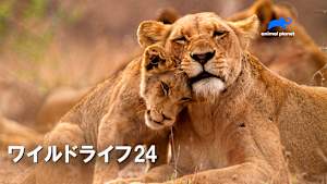【見逃し】ワイルドライフ24